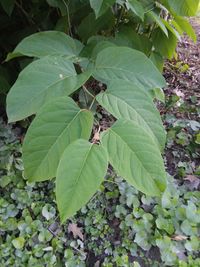 High angle view of leaves on plant