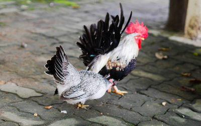 Close-up of a bird on footpath