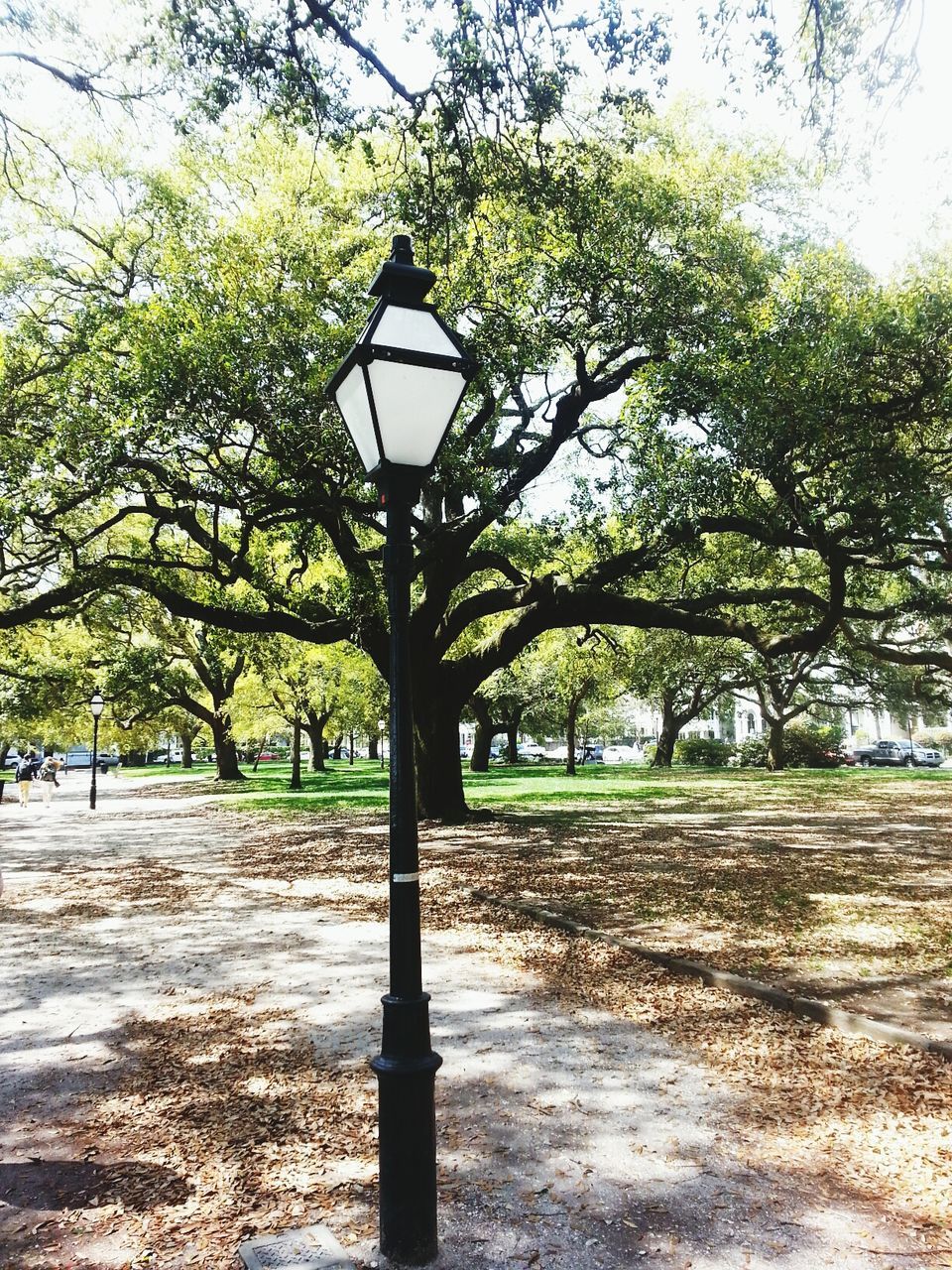 tree, street light, lighting equipment, branch, park - man made space, nature, tranquility, growth, tree trunk, sky, lamp post, day, footpath, outdoors, park, sunlight, protection, street, pole, shadow