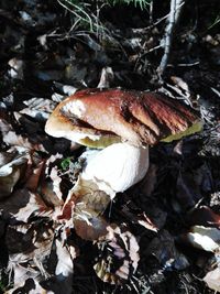 High angle view of mushroom growing on field