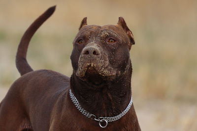 Close-up of a dog looking away, pit bull