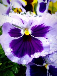 Close-up of purple flower