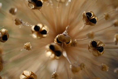 High angle view of honey bee on floor