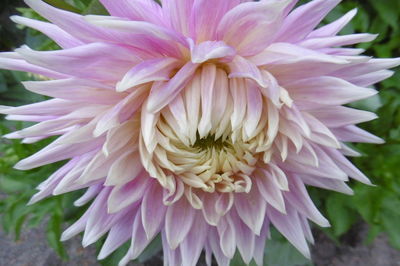 Close-up of dahlia blooming outdoors