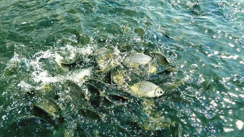 High angle view of fish in sea