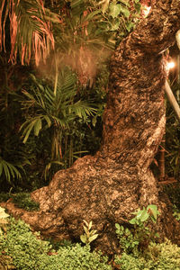 Close-up of plants on field in forest