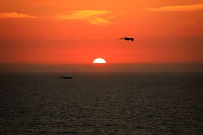 Silhouette bird flying over sea against sky during sunset