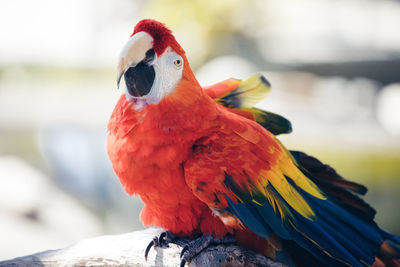 Close-up of parrot perching