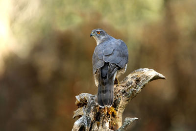 Close-up of bird perching on branch