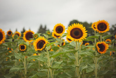 Close-up of sunflowers on field