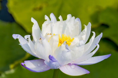 Close-up of white flowering plant