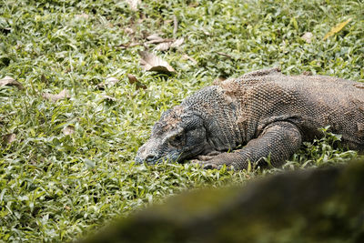 Close portrait of komodo on the grass field