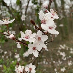 Close-up of cherry blossoms in spring