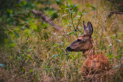 View of deer on land