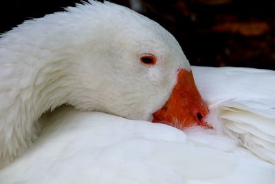 Close-up of white swan