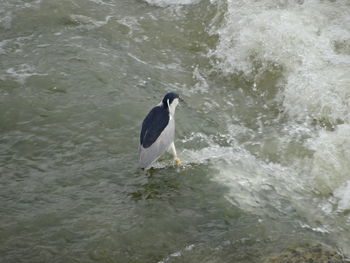 Bird in water