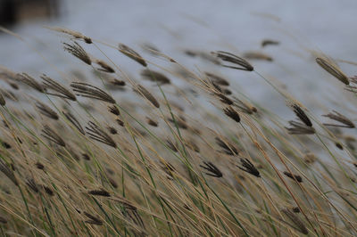 Close-up of wheat growing on field