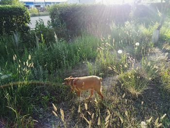 Plants growing on grassy field