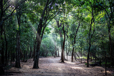 Trees in forest during autumn