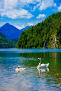 Swans swimming in lake