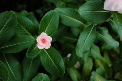 Close-up of flowering plant