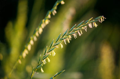 Close-up of insect on plant