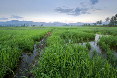 Scenic view of rice field against sky