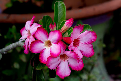 Close-up of pink flowering plant