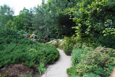 View of flowering plants and trees in garden