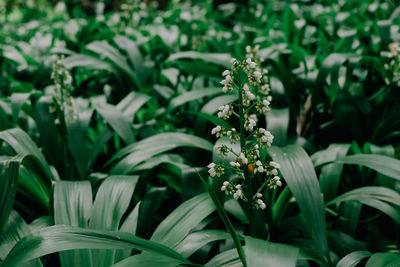 Close-up of flowering plant