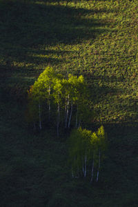 Trees growing on land