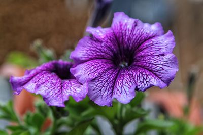 Close-up of purple flowers