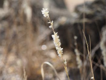 Close-up of flowering plant on snow covered field