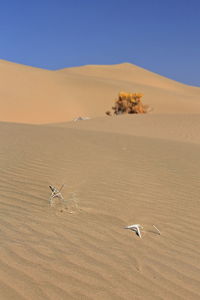 1211 unknown yellowish autumnal dry shrub-badain jaran desert-clear blue sky. inner mongolia-china.