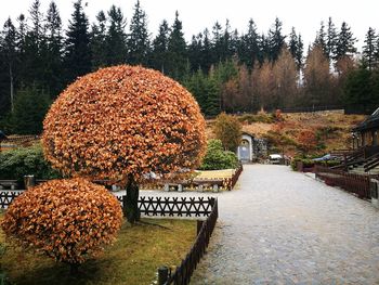 Trees in park