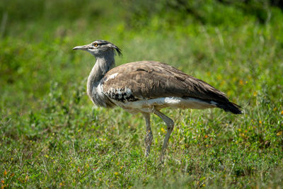 Kori bustard walks on grass in sun