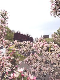 Pink flowers blooming on tree against sky