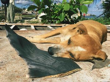 Dog resting on floor