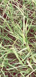 grass