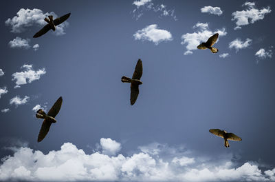 Low angle view of seagulls flying in sky