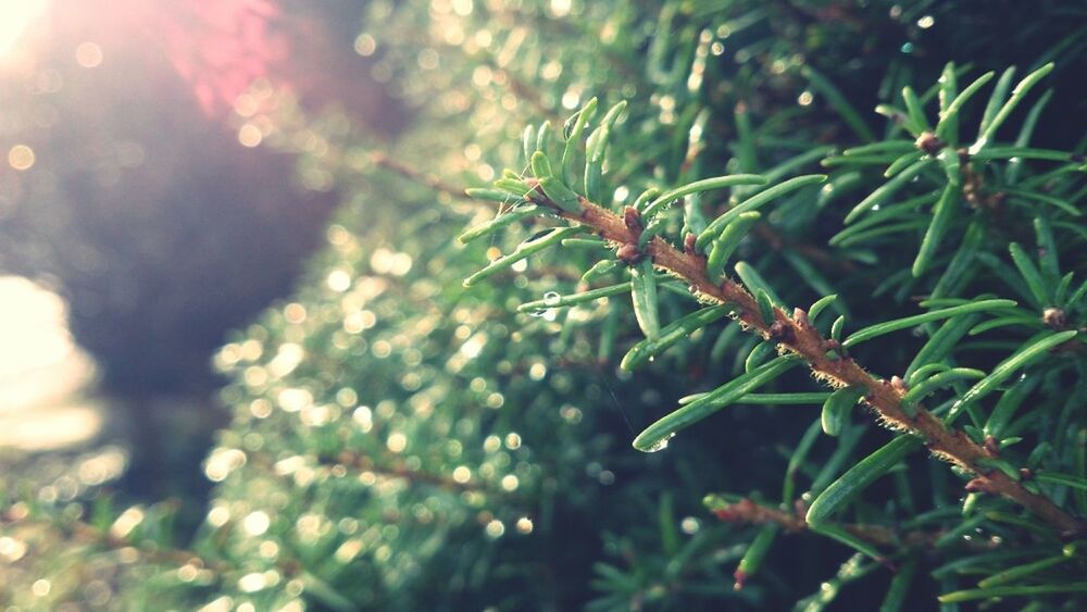 growth, leaf, plant, focus on foreground, nature, green color, close-up, branch, selective focus, tree, beauty in nature, freshness, sunlight, day, tranquility, outdoors, growing, stem, twig, no people