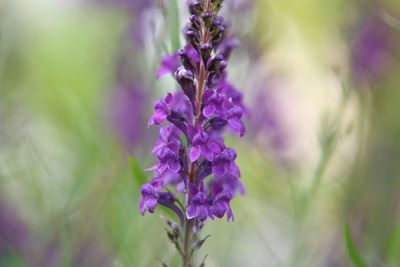 Close-up of purple flowering plant