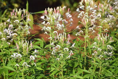 Close-up of flowering plants