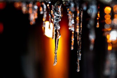 Close-up of icicle at night