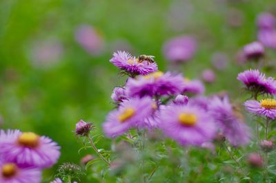 Close-up of purple flowers blooming outdoors