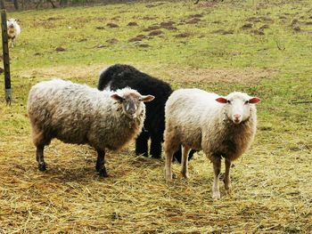 Sheep standing in a field