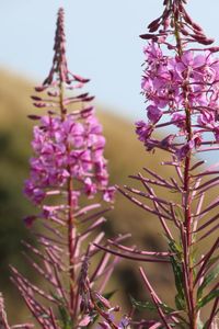 Close-up of pink flowering plant against sky