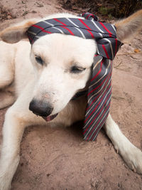 High angle view of dog on sand