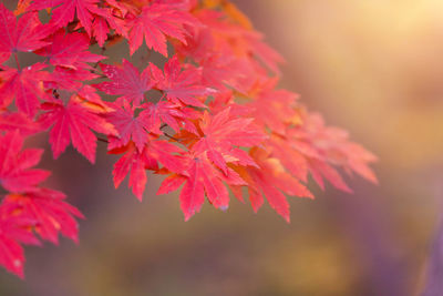 Close-up of red flowering plant