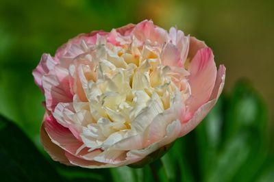 Close-up of pink rose flower in garden